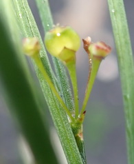Centella virgata virgata
