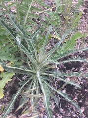 Mentzelia laevicaulis