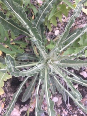 Mentzelia laevicaulis