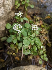 Nasturtium microphyllum