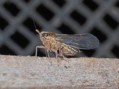 Muellerianella laminalis
