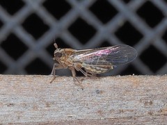 Muellerianella laminalis