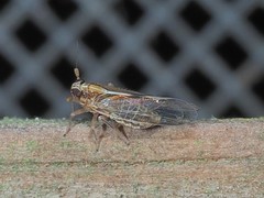 Muellerianella laminalis
