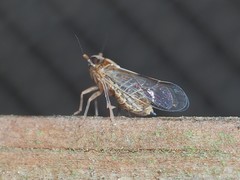 Muellerianella laminalis