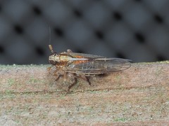 Muellerianella laminalis