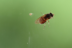 Rhingia campestris