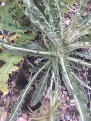 Mentzelia laevicaulis