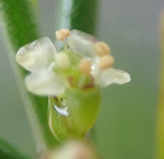Centella virgata virgata