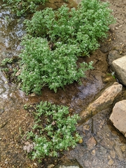Nasturtium microphyllum
