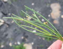 Centella virgata virgata