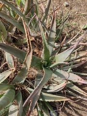 Aloe vera