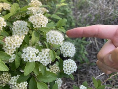 Spiraea ouensanensis