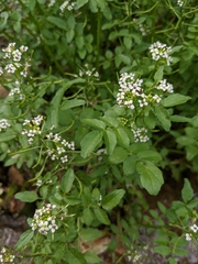 Nasturtium microphyllum
