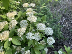 Spiraea ouensanensis