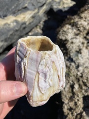 Austromegabalanus psittacus