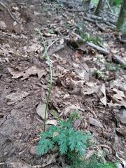 Physospermum cornubiense
