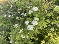 Spiraea ouensanensis