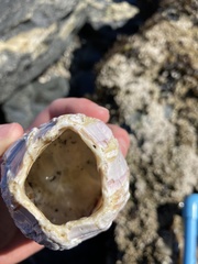 Austromegabalanus psittacus