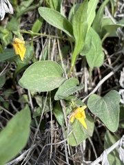 Viola vallicola