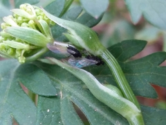 Physospermum cornubiense