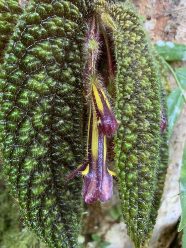 Columnea purpureovittata