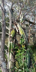 Cereus jamacaru