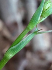 Physospermum cornubiense