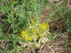 Astragalus exscapus