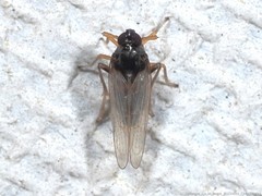 Pissonotus piceus