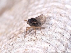 Pissonotus piceus
