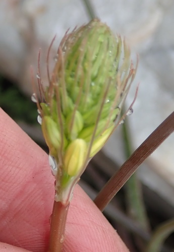Bulbine lagopus
