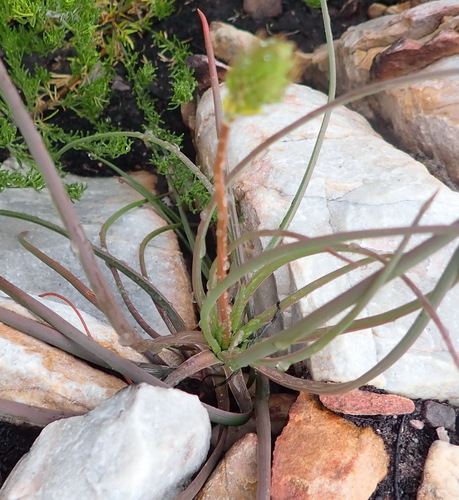Bulbine lagopus