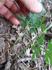 Physospermum cornubiense