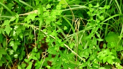 Euphorbia pekinensis