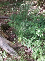 Festuca heterophylla