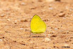 Eurema andersoni