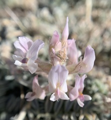 Astragalus sepultipes