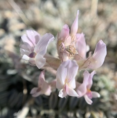 Astragalus sepultipes