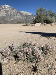 Astragalus sepultipes
