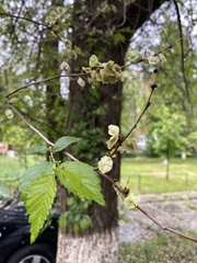 Ulmus pumila