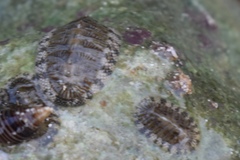 Chiton tuberculatus
