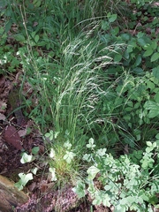 Festuca heterophylla