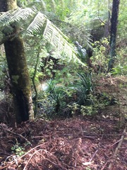 Phyllocladus trichomanoides