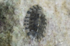 Chiton tuberculatus