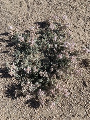 Astragalus sepultipes