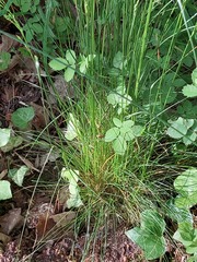 Festuca heterophylla
