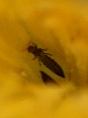 Panchaetothripidae