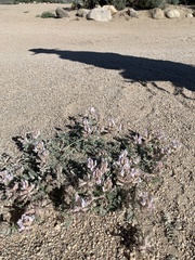 Astragalus sepultipes