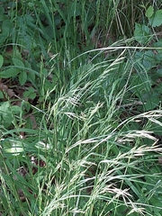 Festuca heterophylla