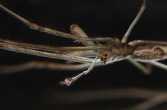 Tetragnatha praedonia